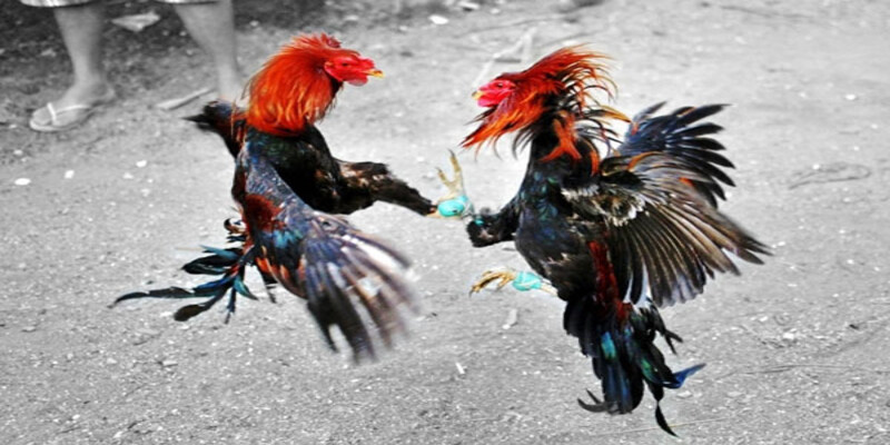 Những luật chấp trong đá gà